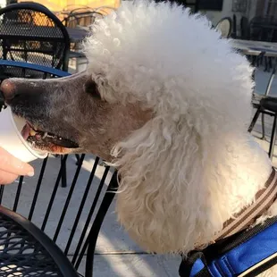 Levi enjoying a "puppucciono".