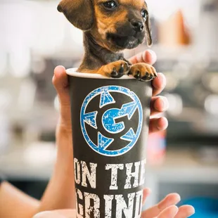 a small dog in a cup