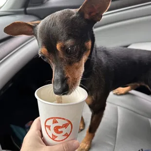 Puppcino