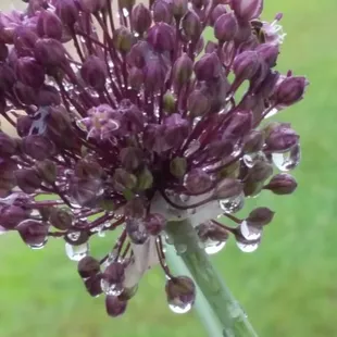 The Yorktown Onion...stop in the gallery to find out ...why they line the battlefields and why they are protected.