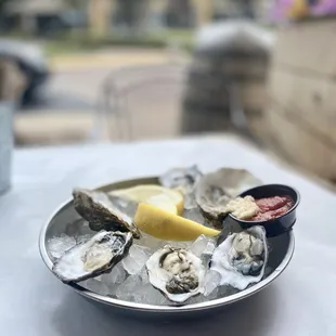 Live Oysters