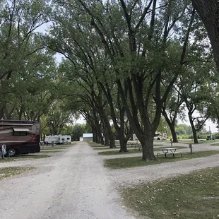 Pretty mature trees.