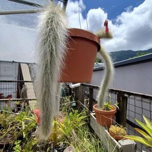 That plant hangin' looks like a monkey's tail.