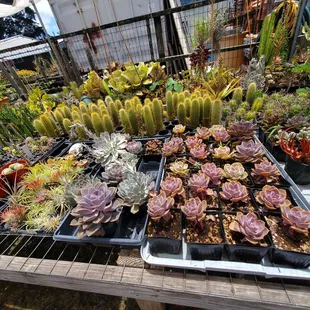 So beautiful da plants..........