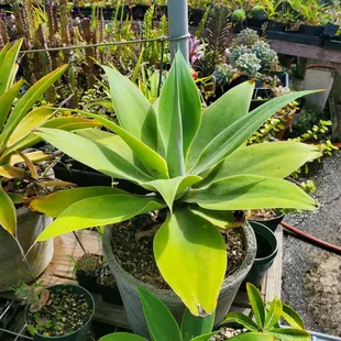 I have the exact plant at my house.