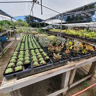 Lots of beautiful plants........