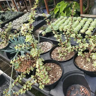 Lots of different plants here.