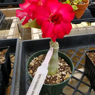 Nice blooming flower!