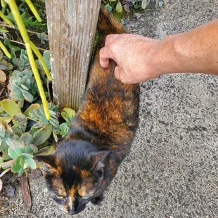 This friendly cat loved a good butt scratch.