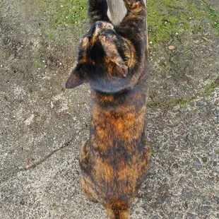 The friendly cat who lives at the plant shop is stretching out.