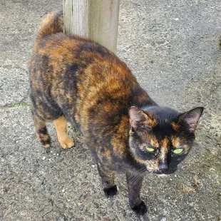 This friendly cute cat just walked up to me &amp; followed me wherever I went.