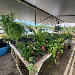 Some of the plants that they sell here.