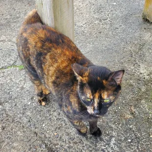 This friendly cute cat just walked up to me &amp; followed me wherever I went.