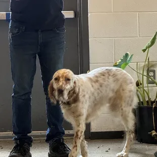 Our greeter Winston Churchill! Sweet and so well tempered