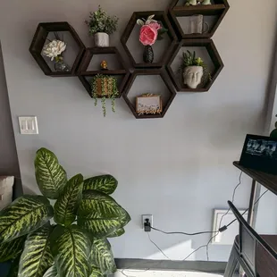 Plants on the wall