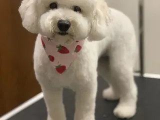 Pawprints Pet Supply