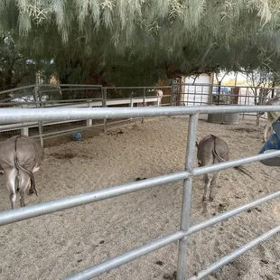 Petting zoo area hand wash area available
