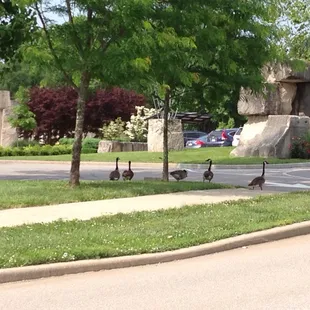 Wildlife at OneWorld @ Woolery Mills-- Canada geese