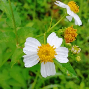 01/26/2015 - Stop to smell the flowers :)
