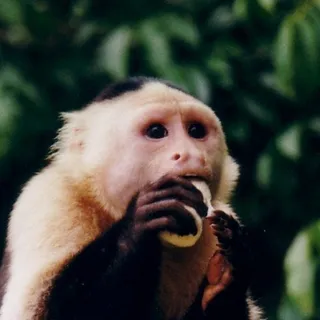 monkey c.