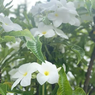 Beautiful flowers I snapped a photo of at the venue!