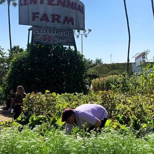 ramen and noodles, outside