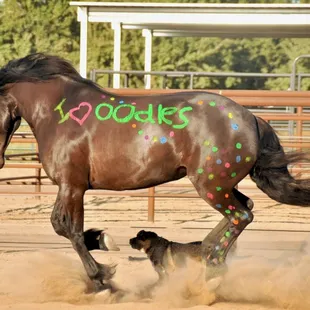 Mercy Spring Ranch loves Oodles!