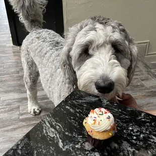 Big Birdy&apos;s first birthday party was a hit with these yummy mini cupcakes!