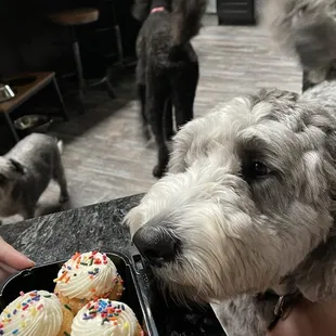 My puppy&apos;s first birthday was complete thanks to the vanilla/vanilla mini cupcakes!