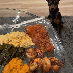 a dog sitting next to a plate of food
