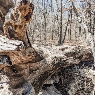 Tree off the main trail