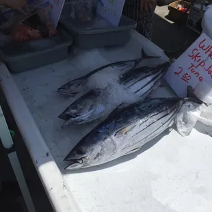 fresh fish on display