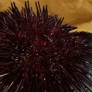 Sea urchin $5 lb alive