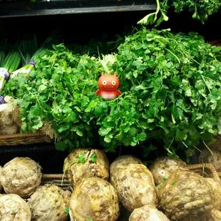 Very fresh veggies!