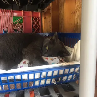 Loving her new catnip pillow.