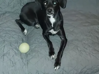 Southwest Animal Care Complex