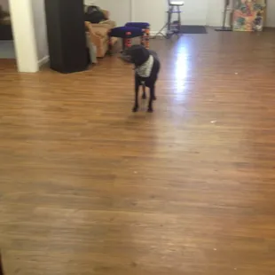 Tommy the gallery mascot.