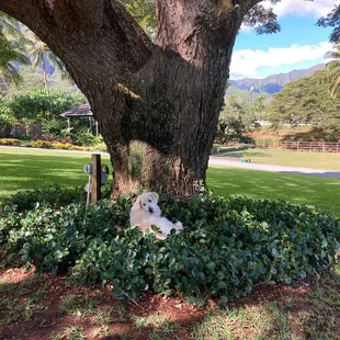 Resident dog Hunter under a Monkeypod tree