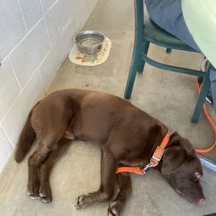 Happy dog on a cool floor