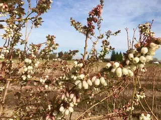 Valenta Blueberry Farm