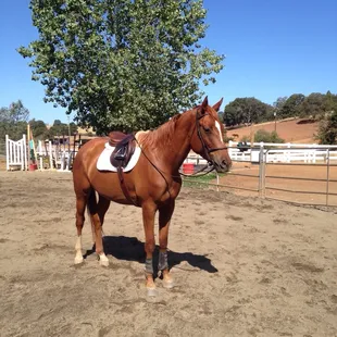 Young horse enjoying standing on the good footing in the arena!