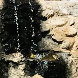 Birds bathing on the patio