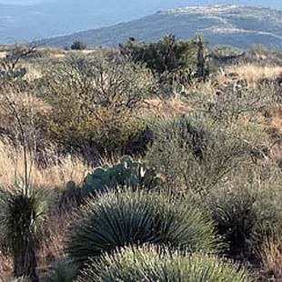 Oracle State Park vegetation