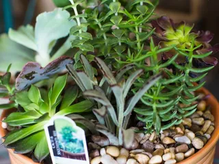 Natures Splendor Florist