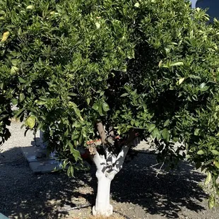 Orange tree