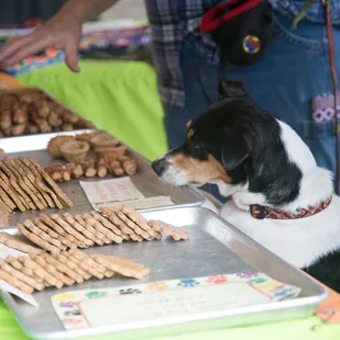  dog looking at cookies