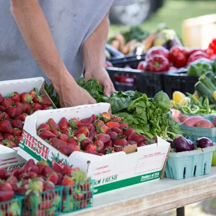  man picking strawberries