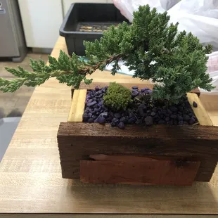 Beautiful Bonsai I got at the farmers and arts market