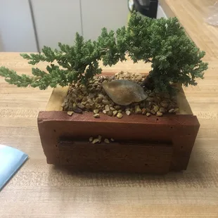 Beautiful Bonsai I got at the farmers and arts market