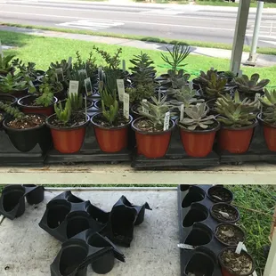  variety of potted plants